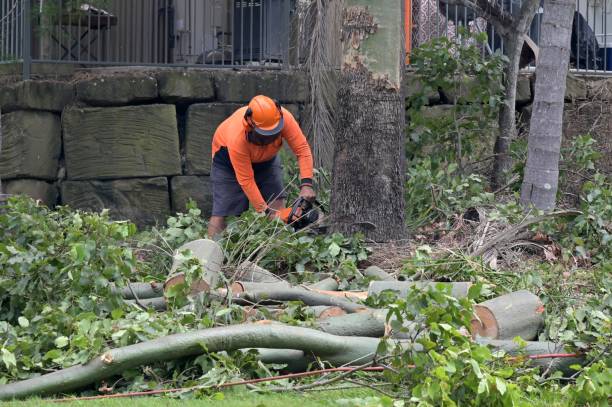 Best Professional Tree Care  in USA